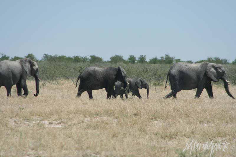 Mud Maps Africa Namibia 0594